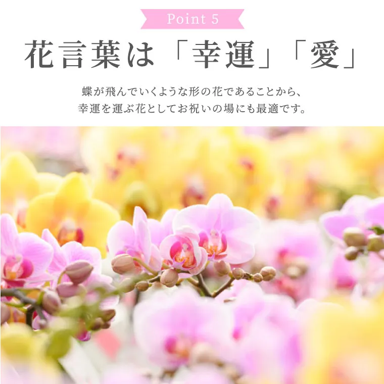 胡蝶蘭の花言葉：幸運