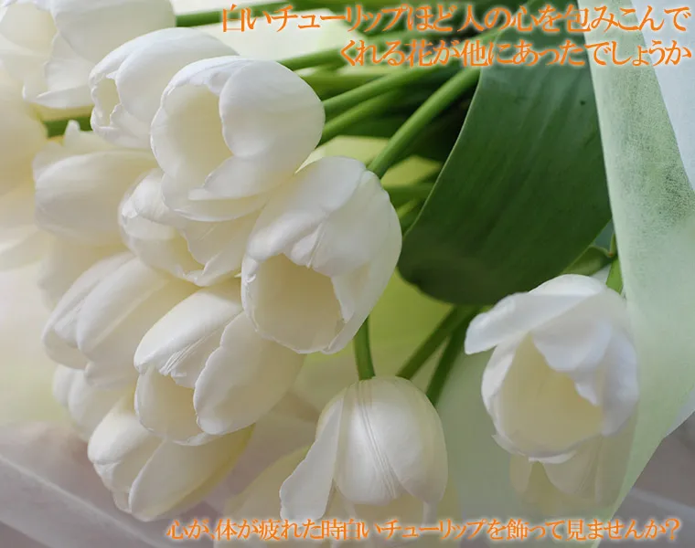 白いチューリップの花束 50本
