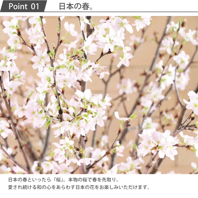 日本の春の花