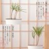 縁起木栽培セット／夫婦松