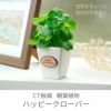 名入れＯＫ！ CT触媒 観葉植物 ハッピークローバースクエア