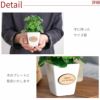 名入れＯＫ！ CT触媒 観葉植物 ハッピークローバースクエア
