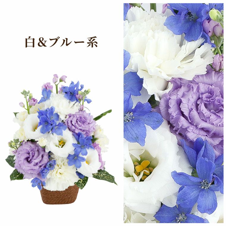 白ブルー