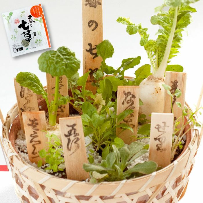 食べれる！春の七草寄せ植え』 鉢植え｜ギフトショップ「FLEGRE