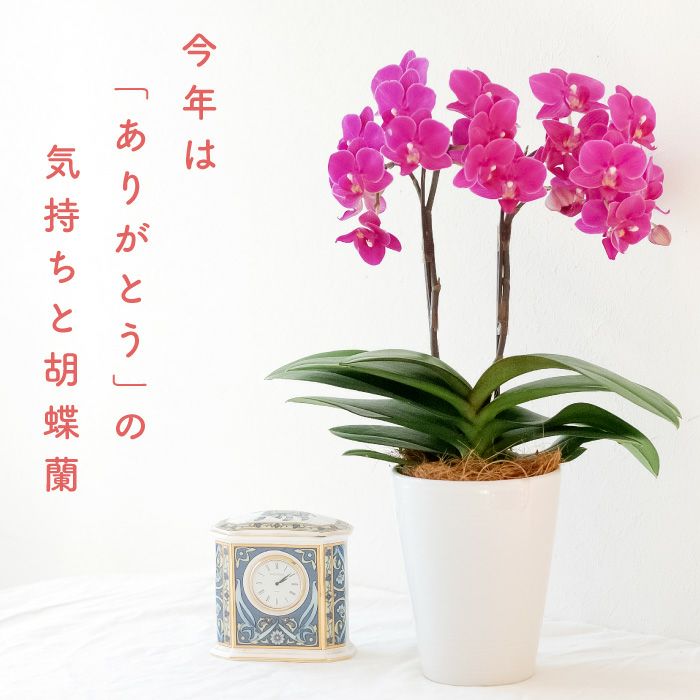 今年はありがとうを伝えよう