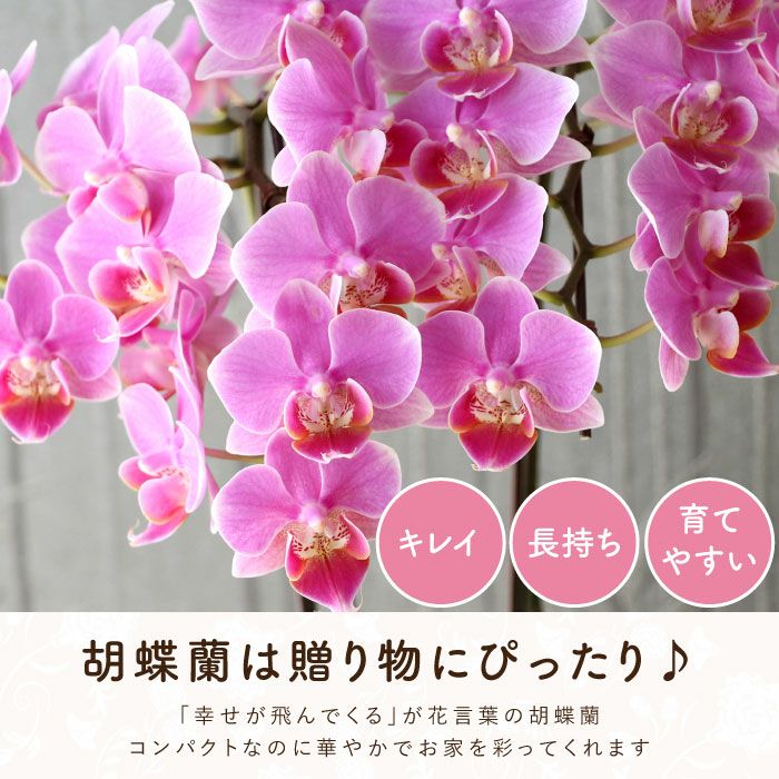 贈り物にピッタリ