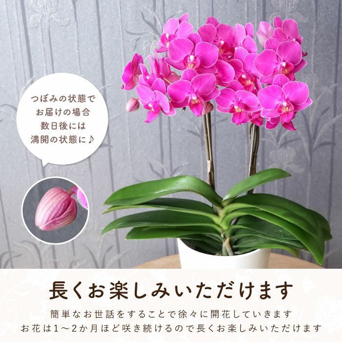 長く楽しめます