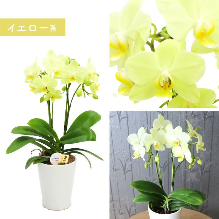椎名洋ラン園の選べるミディ胡蝶蘭』鉢植え｜ギフトショップ