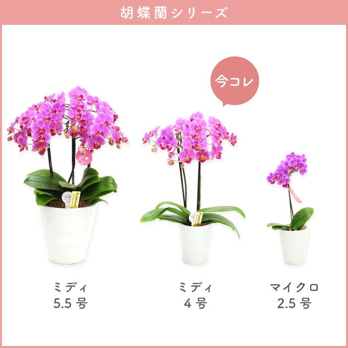 Yahoo!オークション - 【洋蘭 デンファレ グローバルビレッジ