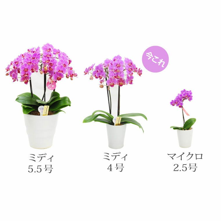 TbGraziella < TbFthruJ < Iris Wiki