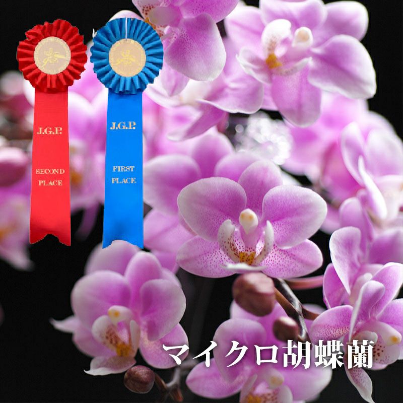 花蘭 椎名洋ラン園 ミディ胡蝶蘭2本立ち ピンク【年間ギフト