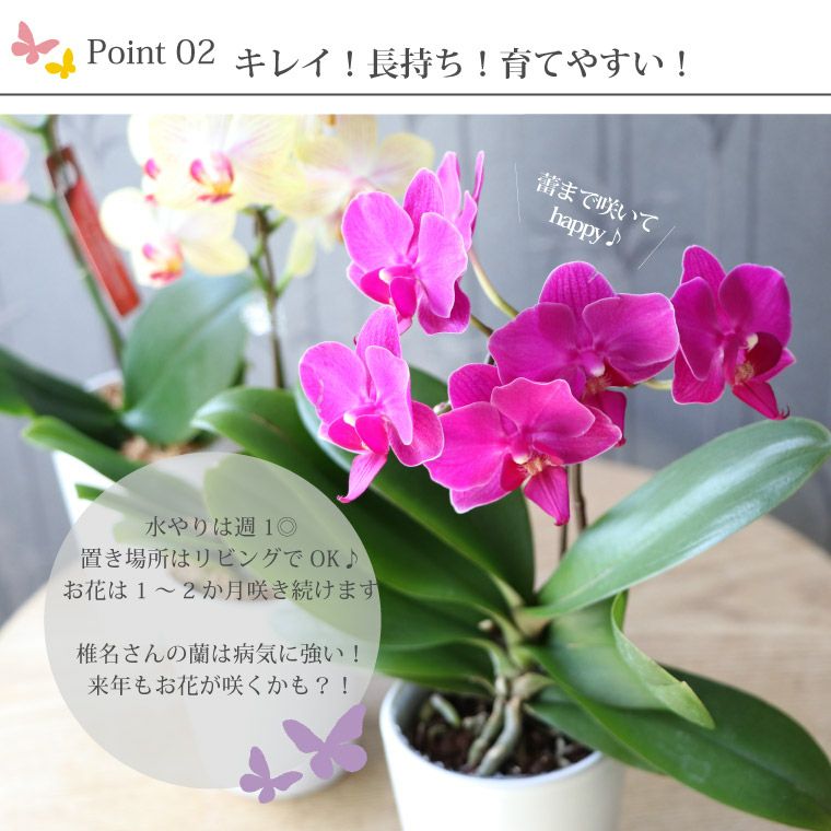 花蘭 送料別途】胡蝶蘭ｾﾘ-ｽW: 造花（アーティフィシャルフラワー