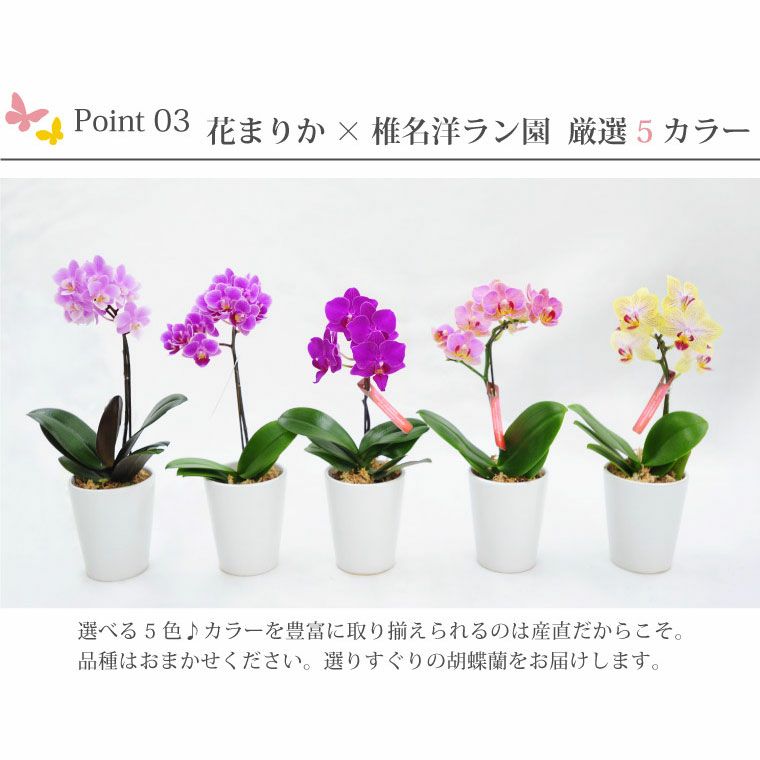花蘭 椎名洋ラン園の選べるマイクロ胡蝶蘭』 鉢植え｜ギフトショップ
