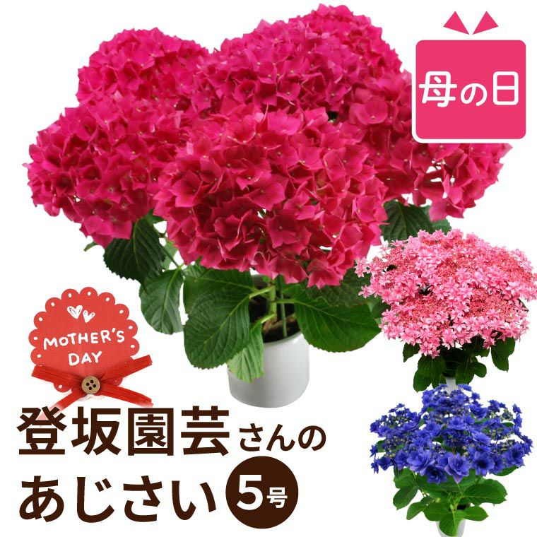 登坂園芸の紫陽花の鉢植え