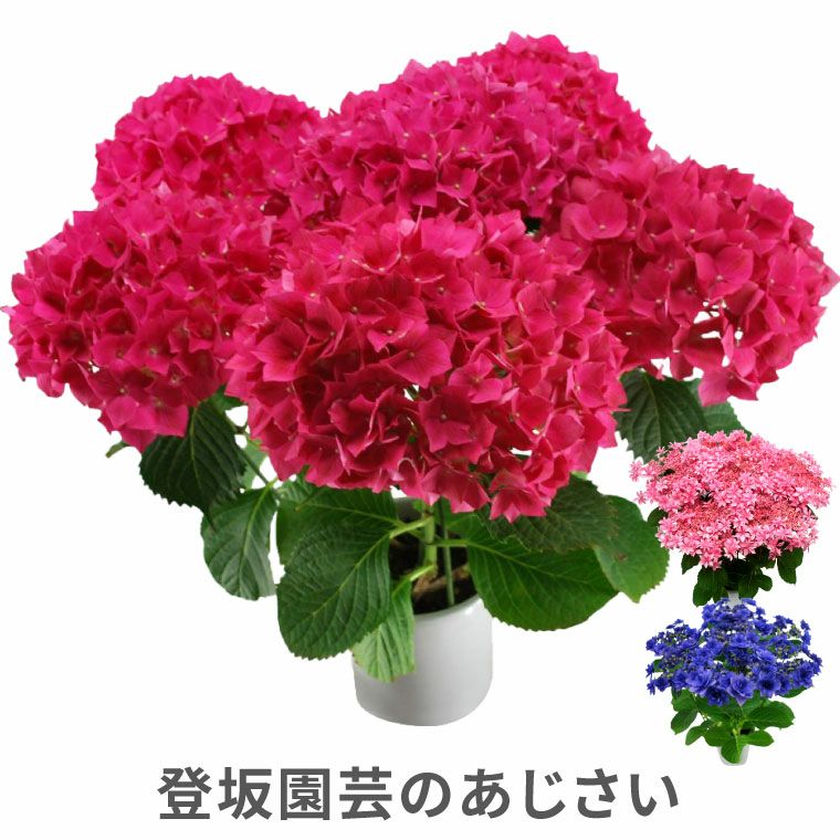 登坂園芸の紫陽花の鉢植え