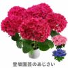 登坂園芸の紫陽花の鉢植え