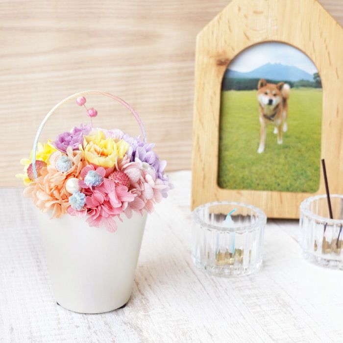 ペットちゃんの虹の橋 Twinkle トゥインクル