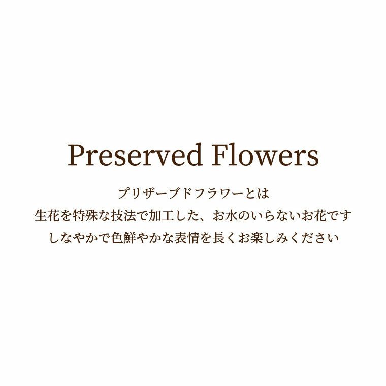 ペットちゃんの 虹の橋 フォトボックス