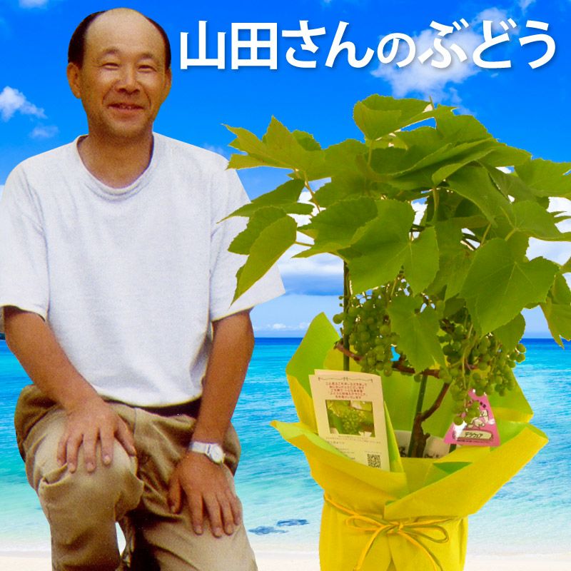 山田さんのぶどうの鉢植え