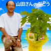 山田さんのぶどうの鉢植え