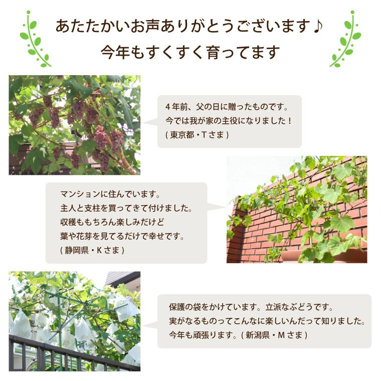 山田さんのぶどうの鉢植え
