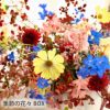 定期便 花々BOX 3回・Lサイズ Dコース