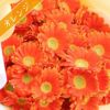 ガーベラの花束 20本・花言葉 "希望・前進" 生花