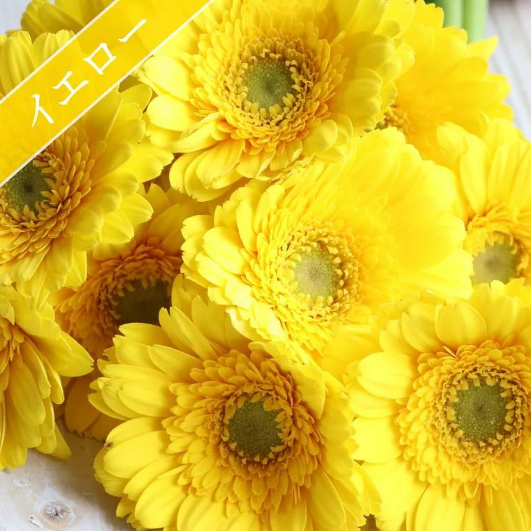 ガーベラの花束 20本・花言葉 &quot;希望・前進&quot; 生花