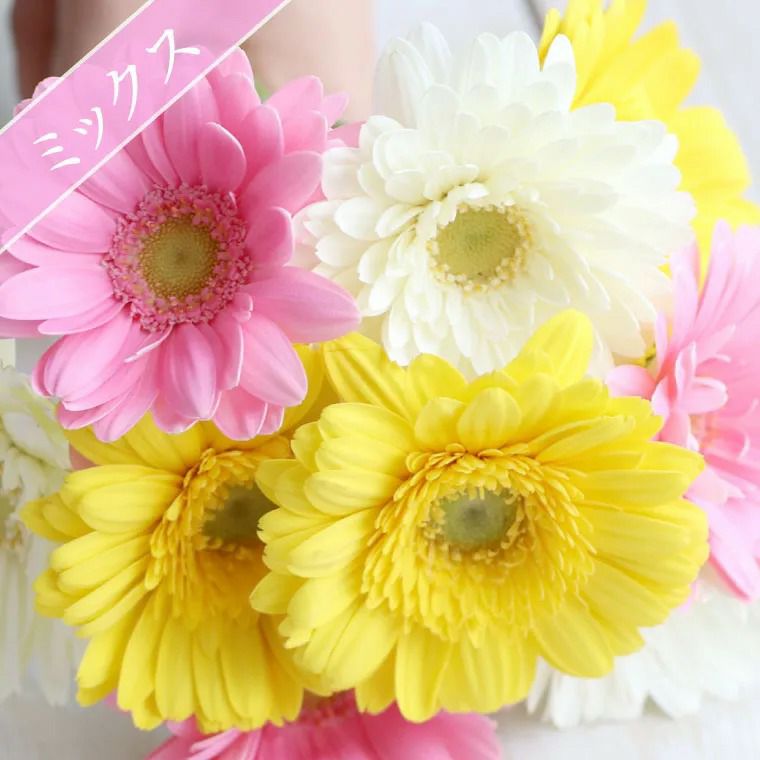 ガーベラの花束 20本・花言葉 &quot;希望・前進&quot; 生花