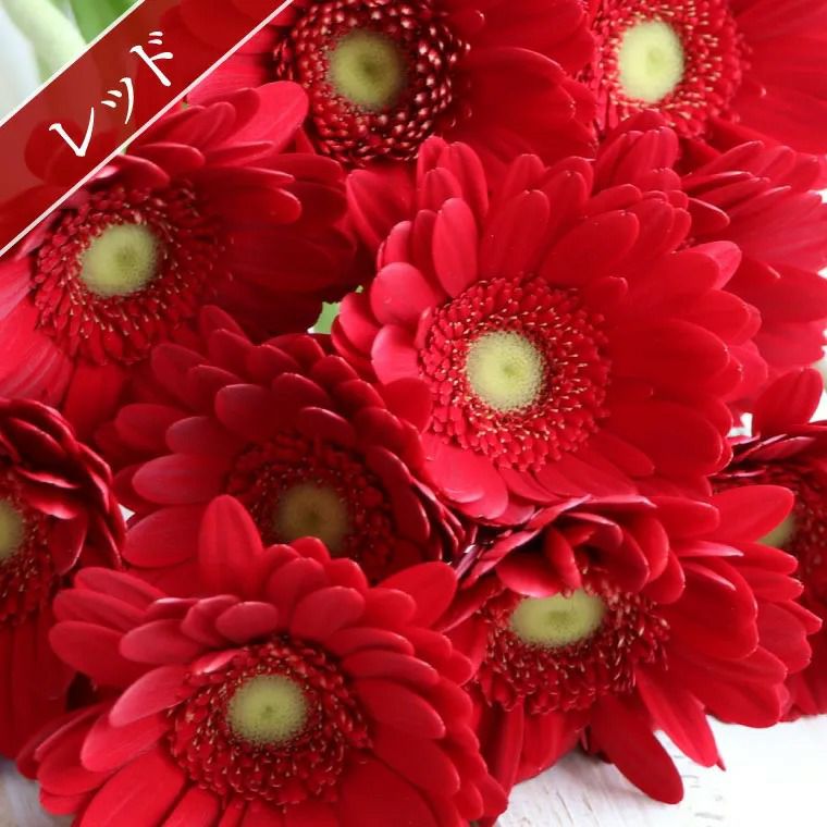 ガーベラの花束 30本・花言葉 &quot;希望・前進&quot; 生花