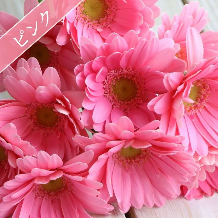 ガーベラの花束 50本・花言葉 &quot;希望・前進&quot;』 生花