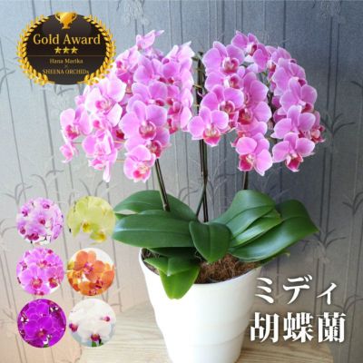 『椎名洋ラン園の選べるミディ胡蝶蘭5.5号』 鉢植え