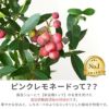 育てる果樹鉢・ピンクレモネード(ブルーベリー) 鉢植え