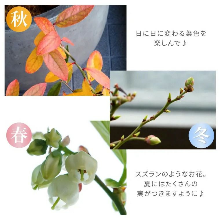 育てる果樹鉢・ピンクレモネード(ブルーベリー) 鉢植え