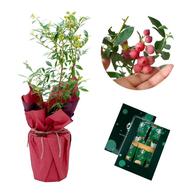 育てる果樹鉢・ピンクレモネード(ブルーベリー) 鉢植え