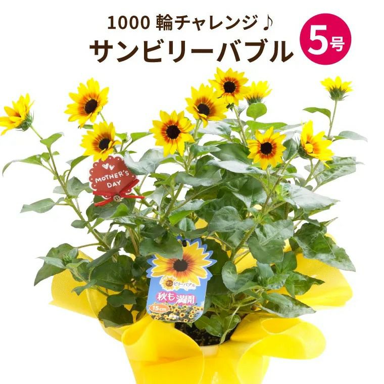 1000輪 チャレンジ！ ひまわり 5号鉢の鉢植え